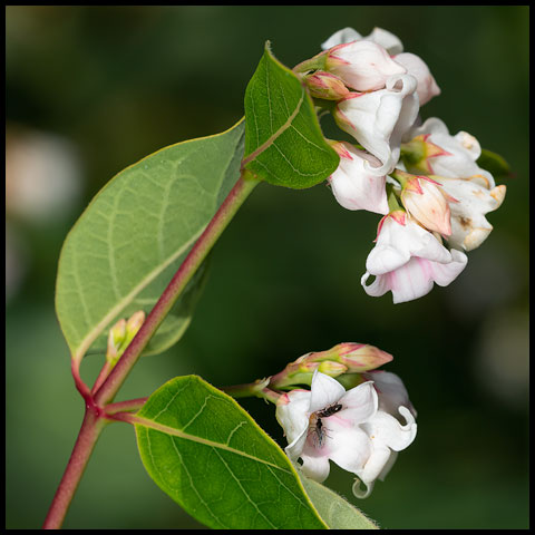 Spreading Dogbane