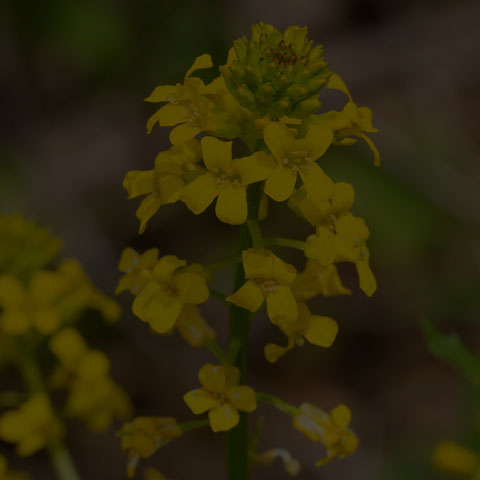 Bitter Wintercress