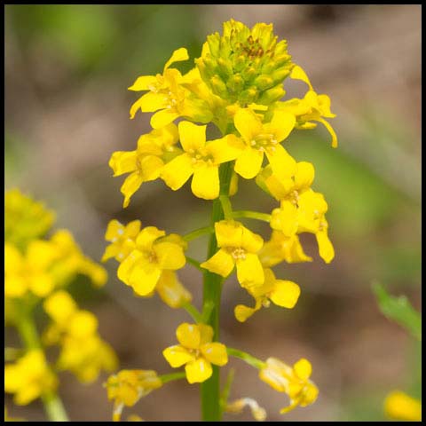 Bitter Wintercress