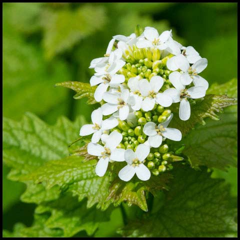 Garlic Mustard