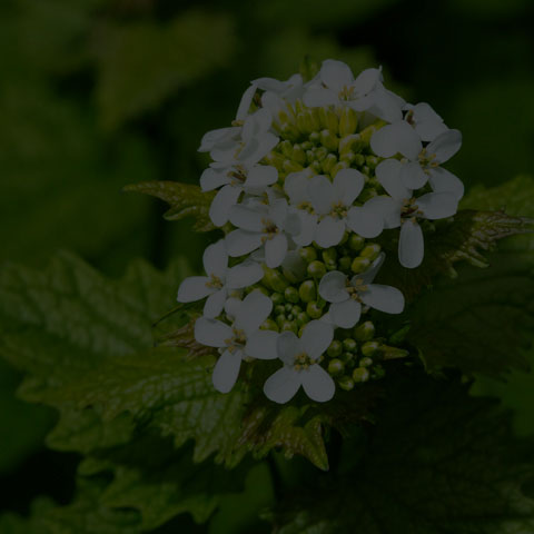 Garlic Mustard