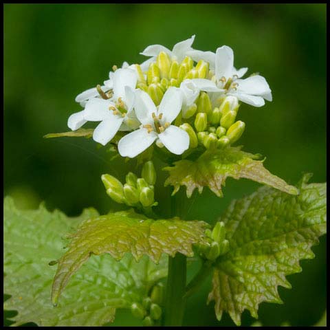 Garlic Mustard