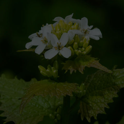 Garlic Mustard