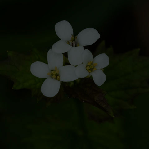 Garlic Mustard