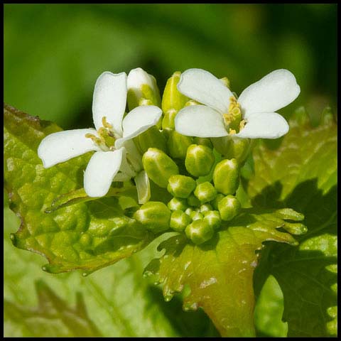 Garlic Mustard