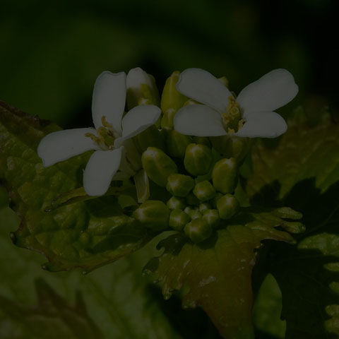 Garlic Mustard