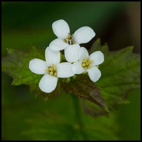 Garlic Mustard