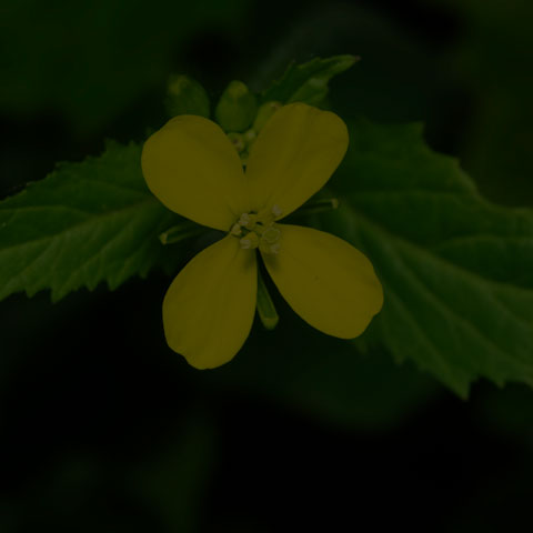 Wild Mustard