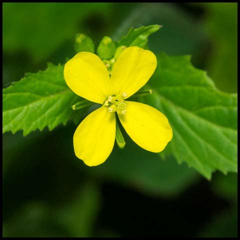 Wild Mustard