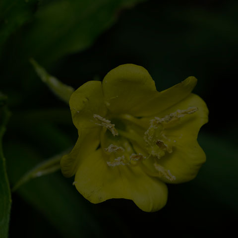 Common Evening Primrose