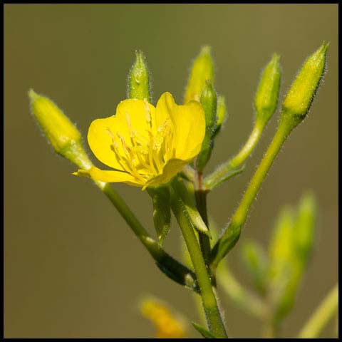 Common Evening Primrose
