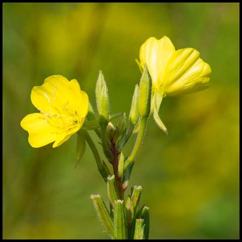 Common Evening Primrose