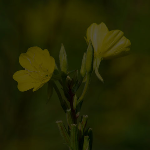 Common Evening Primrose