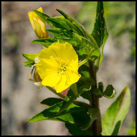 Common Evening Primrose