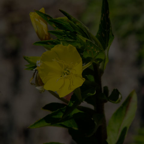 Common Evening Primrose