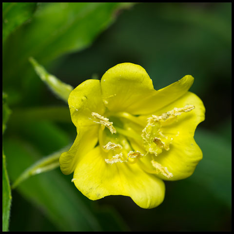 Common Evening Primrose