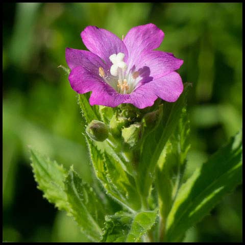 Great Willowherb