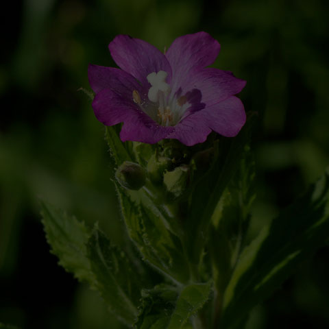 Great Willowherb