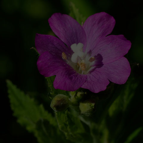 Great Willowherb