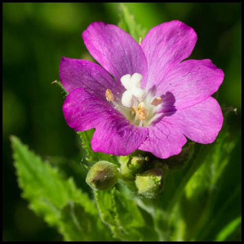 Great Willowherb