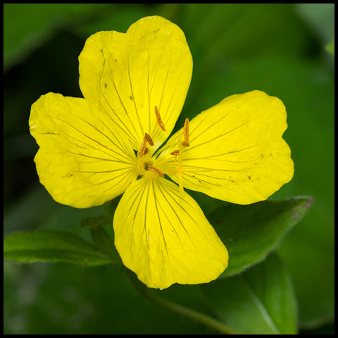 Meadow Evening Primrose