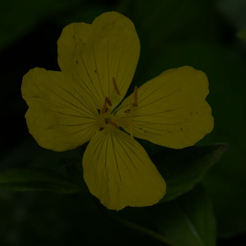 Meadow Evening Primrose