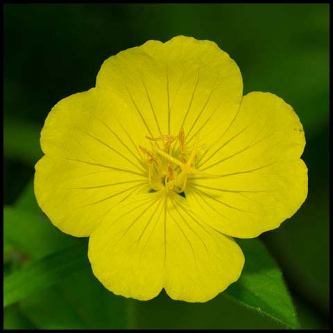 Meadow Evening Primrose