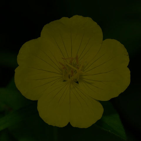 Meadow Evening Primrose