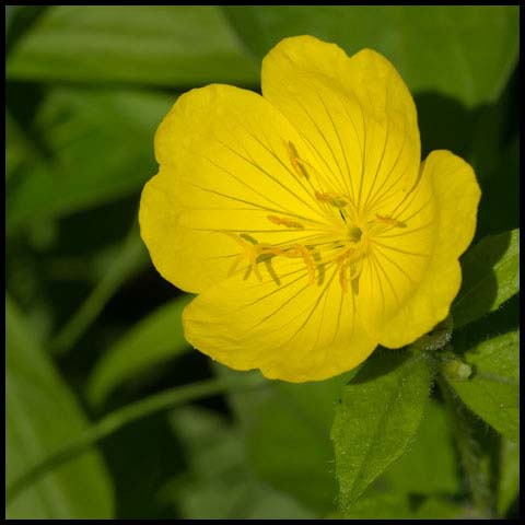 Meadow Evening Primrose