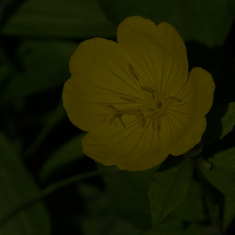 Meadow Evening Primrose