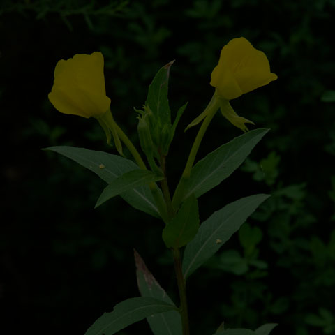 Northern Evening Primrose