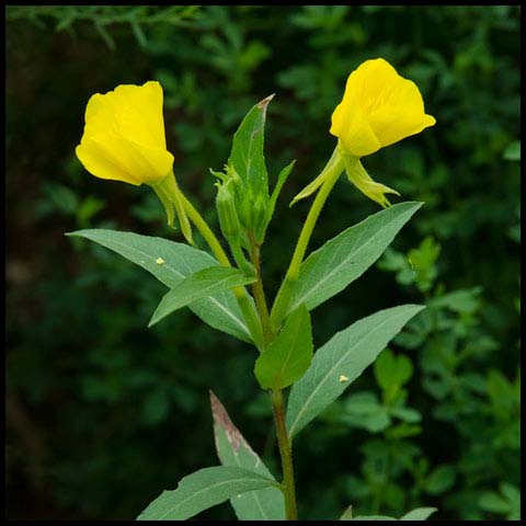 Northern Evening Primrose