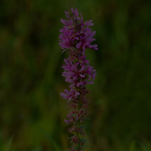 Purple Loosestrife