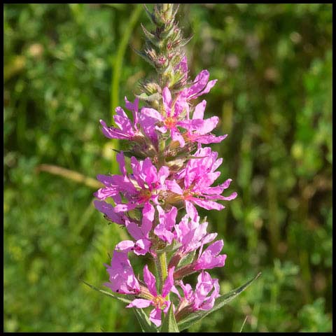 Purple Loosestrife