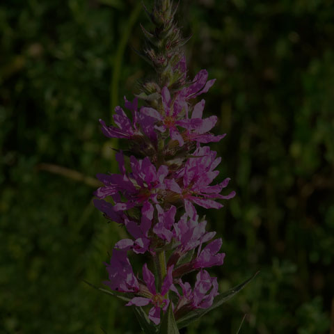 Purple Loosestrife