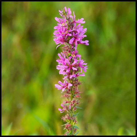 Purple Loosestrife