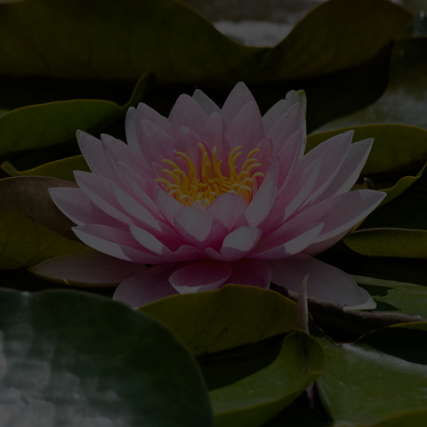 American White Waterlily