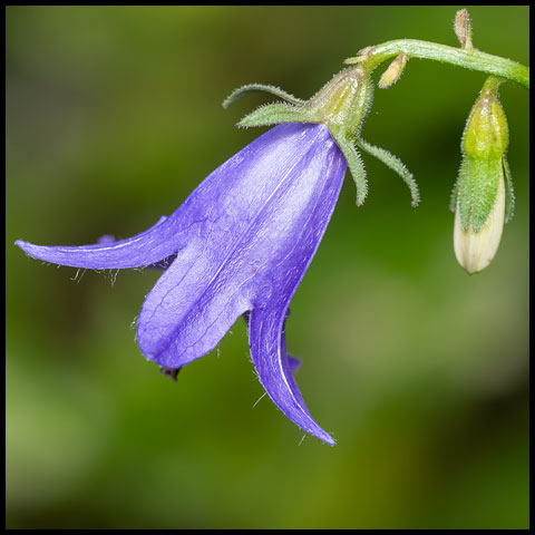 Creeping Bellflower