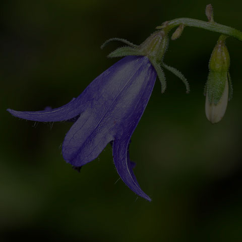 Creeping Bellflower