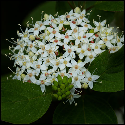 Red Osier Dogwood