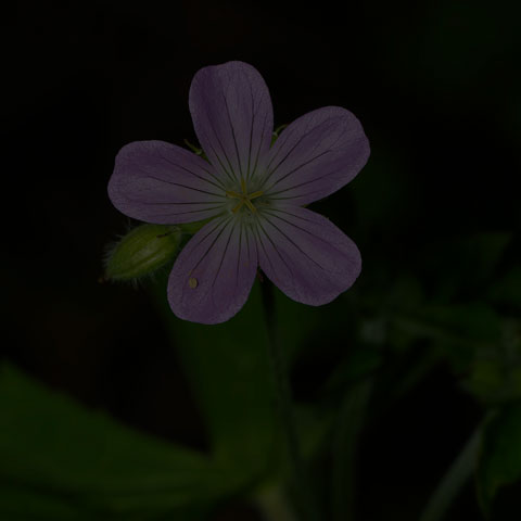 Spotted Geranium