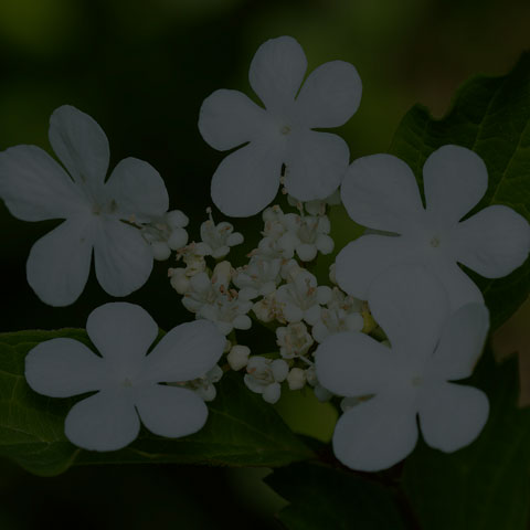 Guelder Rose