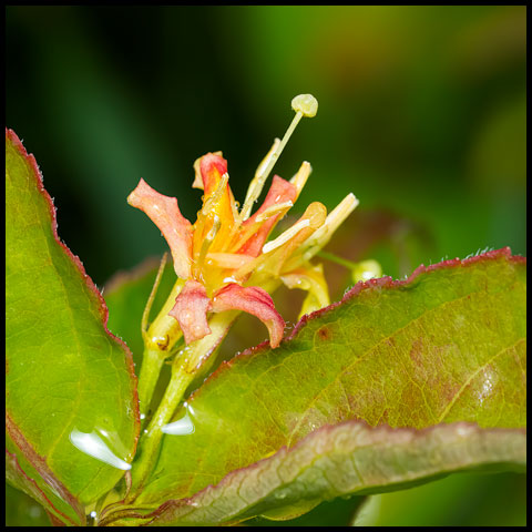 Northern Bush Honeysuckle