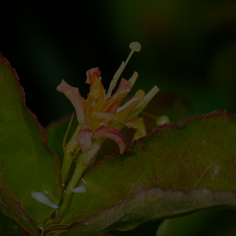 Northern Bush Honeysuckle