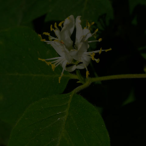 European Fly Honeysuckle