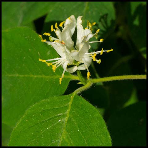 European Fly Honeysuckle