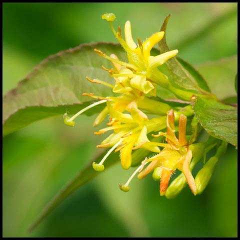 Northern Bush Honeysuckle