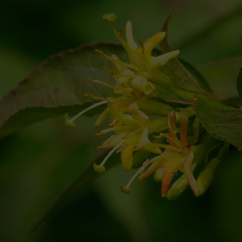 Northern Bush Honeysuckle