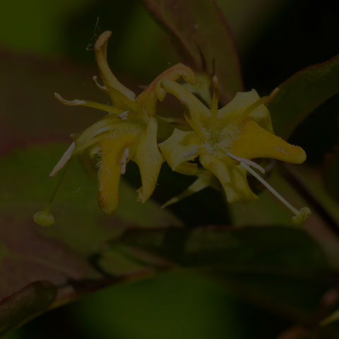 Northern Bush Honeysuckle