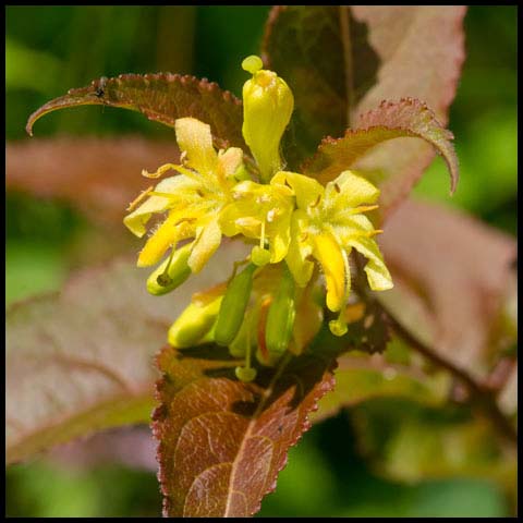 Northern Bush Honeysuckle